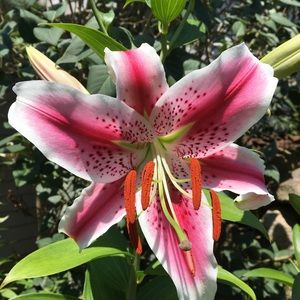 Meet your Posher, Diane